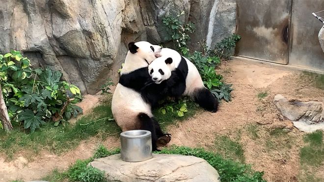 Coronavírus: graças a isolamento, pandas em zoológico acasalam após dez anos de tentativa
