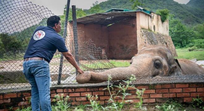 Elefante ‘mais solitário do mundo’ será transferido para uma nova vida