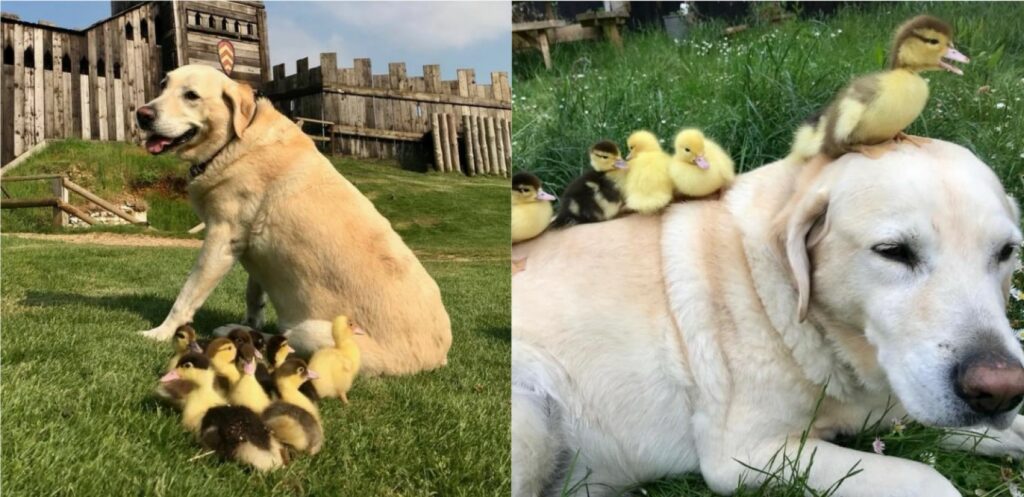 Cão labrador que vive em lar de resgate é apaixonado por acolher patinhos órfãos;  veja vídeo