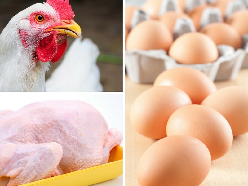 Produtores estimam que ovo, frango e porco fiquem até 50% mais caros