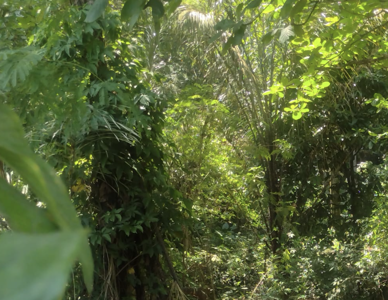 Urgente: corpo é encontrado em matagal do Dom Pedro; veja vídeo