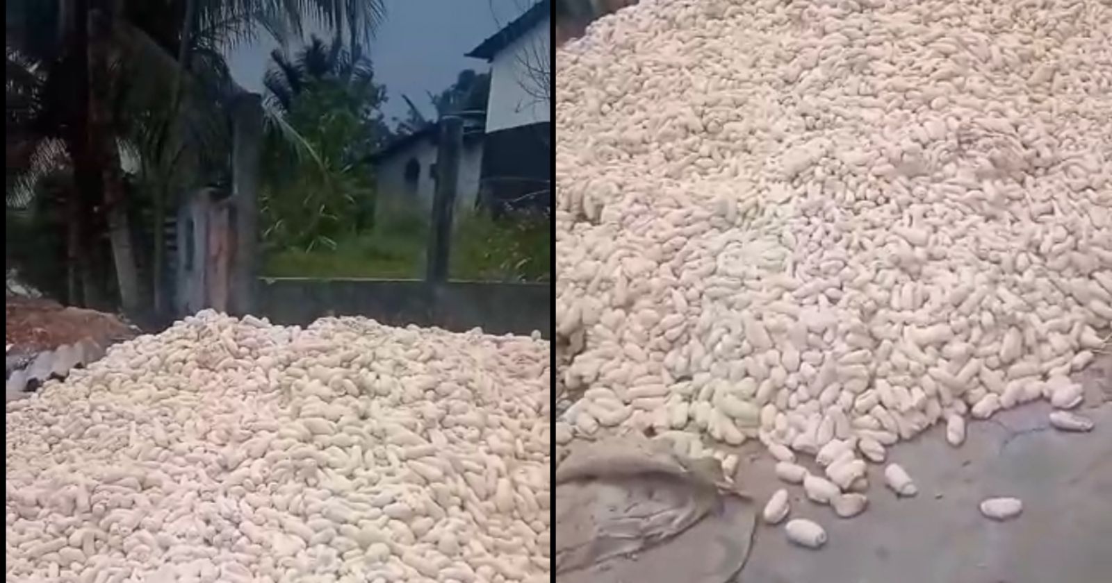 Denúncia: empresa faz descarte irregular de pães apodrecidos na porta da casa de moradores, em Manaus; veja vídeo