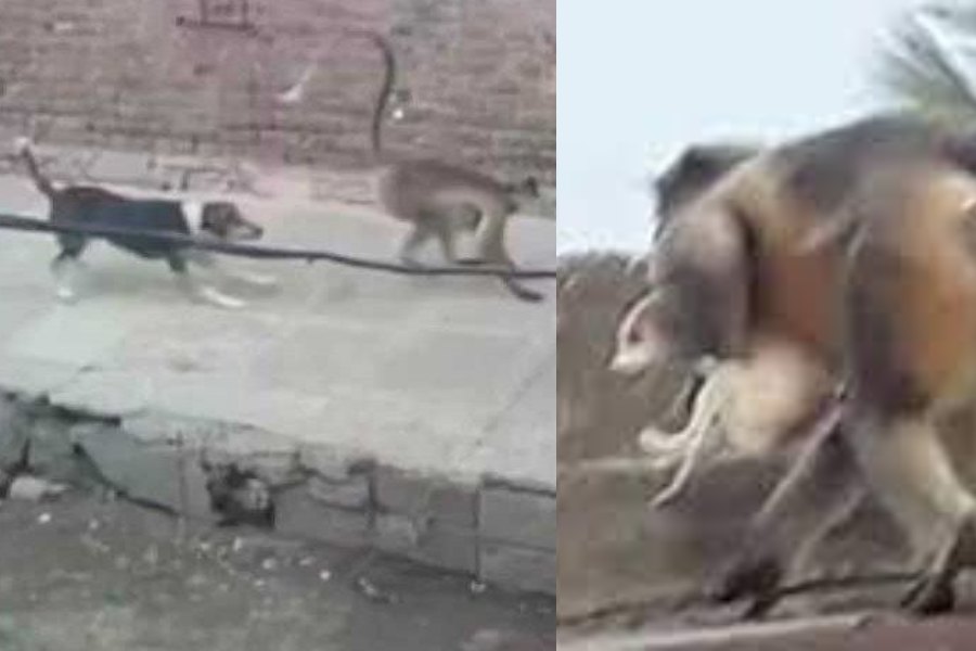 ‘Facção Animal’: cachorro mata macaco e primatas se vingam jogando mais de 250 cães de prédio