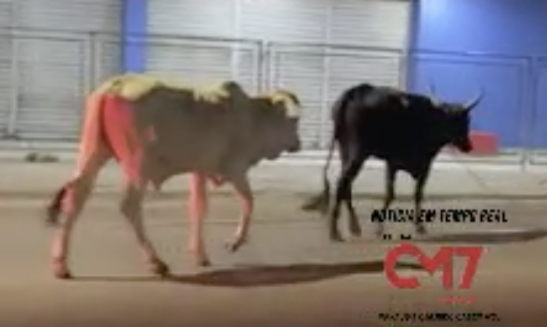 Na calada da noite, bois ‘passeiam’ em avenida da zona Leste de Manaus; veja vídeos
