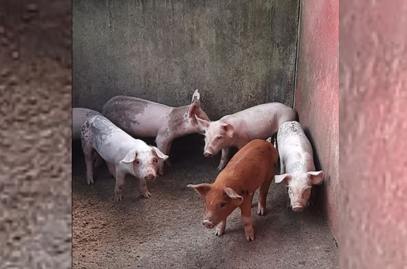 Abatedouro clandestino de porcos que vendia carne estragada para mercadinhos é fechada no Lírio do Vale
